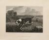 Spanish Pointer