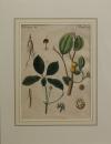 Ginseng