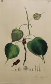 Feigenbaum