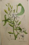 Vanille