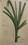 Zuckerrohr Blatt B