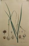 Knoblauch