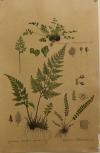 Schwarzes Frauenhaar