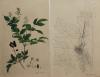 Actaea