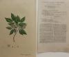 Copaifera