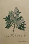 Copaifera