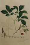 Ginseng