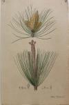 Pinus Pinaster