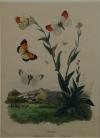 Schmetterling